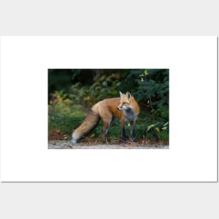 Red Fox - Algonquin Park, Canada Posters and Art